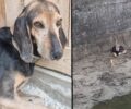 Βέργη Σερρών: Κυνηγός άφηνε τον άρρωστο σκύλο του να υποφέρει