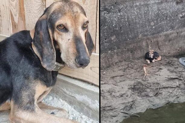 Βέργη Σερρών: Κυνηγός άφηνε τον άρρωστο σκύλο του να υποφέρει