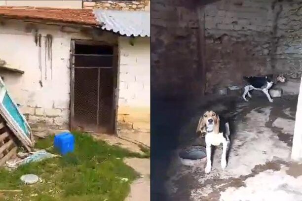 Εμ. Παππά Σερρών: Σύλληψη και πρόστιμο σε κυνηγό για κακοποίηση σκυλιών που είχε δεμένα στο σκοτάδι και τα τάιζε μόνο ψωμί (βίντεο)