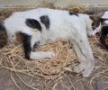 Γαλάτσι Αττικής: Μάχη για να κρατηθεί στη ζωή δίνει γάτα που βρέθηκε ακούνητη να κείτεται στο άλσος Βεΐκου (βίντεο)