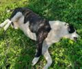 Δεκάδες ζώα δολοφονημένα με φόλες στους Γαργαλιάνους Μεσσηνίας
