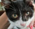 Τέμπη Λάρισας: Αναζητούν γάτα που επέβαινε στο επιβατικό τρένο το οποίο συγκρούστηκε με το εμπορικό