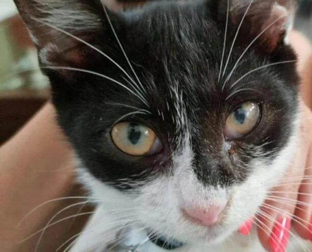Τέμπη Λάρισας: Αναζητούν γάτα που επέβαινε στο επιβατικό τρένο το οποίο συγκρούστηκε με το εμπορικό