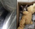 Αθήνα: Εθελοντές έσωσαν γατάκι που είχε παγιδευτεί σε μεταλλική δοκό στο κτίριο του Εφετείου (βίντεο)