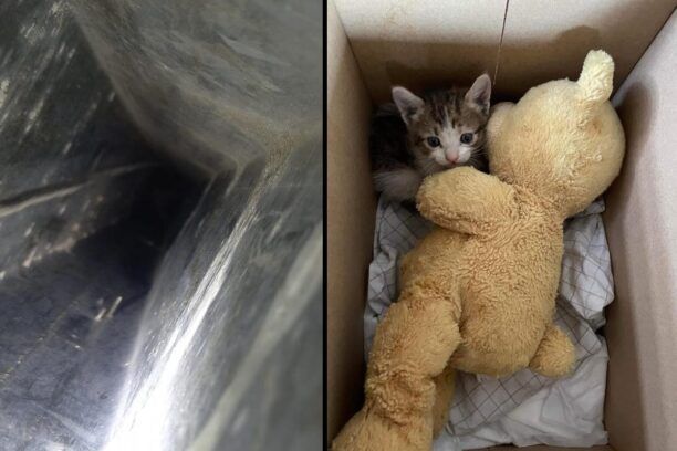 Αθήνα: Εθελοντές έσωσαν γατάκι που είχε παγιδευτεί σε μεταλλική δοκό στο κτίριο του Εφετείου (βίντεο)