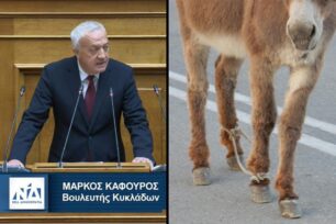 Υπέρ της κακοποίησης των ζώων με παστούρες ο βουλευτής της ΝΔ Mάρκος Καφούρος που ζητάει να εξαιρεθούν οι κυκλαδίτες κτηνοτρόφοι (βίντεο)