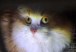 Καλλιθέα Αττικής: Έσωσαν γάτα που εγκαταλείφθηκε 12 μέρες σε κλειστό διαμέρισμα μετά τον θάνατο του κηδεμόνα της