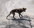 Κανδήλα Αρκαδίας: Έκκληση για τη διάσωση σκελετωμένου σκύλου