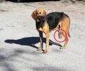Καρυά Αργολίδας: Έκκληση για τη διάσωση σκύλου με κομμένο πόδι