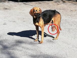 Καρυά Αργολίδας: Έκκληση για τη διάσωση σκύλου με κομμένο πόδι