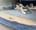 Κεφαλάρι Κορινθίας: Χάρη στη μεγάλη προσπάθεια εθελοντών πιάστηκε σκύλος που είχε σφηνώσει σε πλαστικό δοχείο (βίντεο)