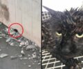 Έσωσαν γάτα που είχε εγκλωβιστεί στον ποταμό Κηφισό στον Άγιο Ιωάννη Ρέντη Αττικής (βίντεο)