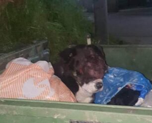 Λαγυνά Θεσσαλονίκης: Σκύλος τυφλός ζωντανός γεμάτος πληγές βρέθηκε σε κάδο σκουπιδιών