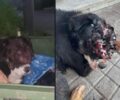 Λαγυνά Θεσσαλονίκης: Σοβαρά άρρωστος ο σκύλος που βρέθηκε ζωντανός πεταμένος σε κάδο