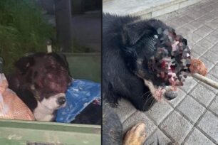 Λαγυνά Θεσσαλονίκης: Σοβαρά άρρωστος ο σκύλος που βρέθηκε ζωντανός πεταμένος σε κάδο