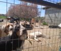 Λεήμονας Λακωνίας: Έκκληση για 65 σκυλιά μητέρας γνωστού τράπερ που πρέπει να μετεγκατασταθούν (βίντεο)