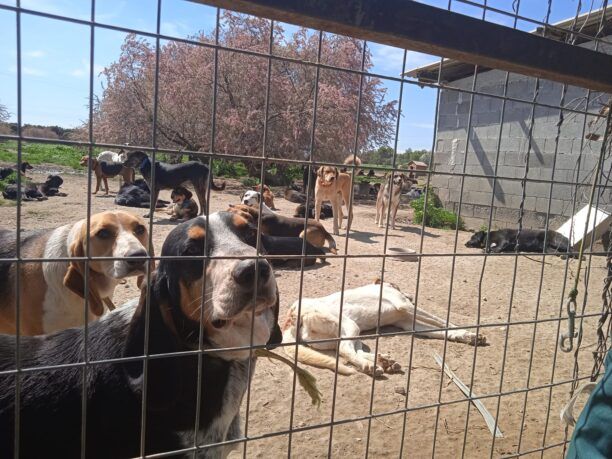 Λεήμονας Λακωνίας: Έκκληση για 65 σκυλιά μητέρας γνωστού τράπερ που πρέπει να μετεγκατασταθούν (βίντεο)