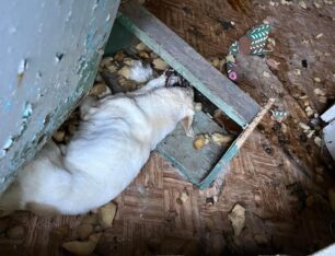 Λέσβος: Έκλεισε 4 σκυλιά σε ακατοίκητο σπίτι στο Ακρωτήρι – Δύο βρέθηκαν νεκρά