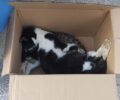 Λέσβος: Με φόλες δολοφόνησε γάτες στη Μυτιλήνη