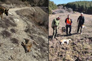 Λιβάδι Λάρισας: Νεκρές αλεπούδες και σκυλιά πιθανότατα από φόλες