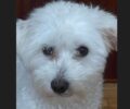 Χάθηκε σκύλος ράτσας Μαλτέζ στη Λάρισα