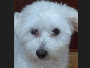 Χάθηκε σκύλος ράτσας Μαλτέζ στη Λάρισα
