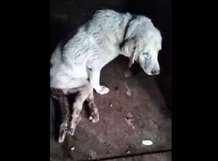 Αδιαφόρησε ο Δήμος Ιωαννιτών για πυροβολημένη σκυλίτσα που επί 3 μήνες σερνόταν παράλυτη στη Μάζια (βίντεο)