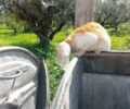 Μικρομάνη Μεσσηνίας: Έκκληση για διάσωση γάτας που σφήνωσε με το κεφάλι σε μπουκάλι