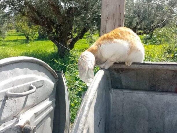 Μικρομάνη Μεσσηνίας: Έκκληση για διάσωση γάτας που σφήνωσε με το κεφάλι σε μπουκάλι