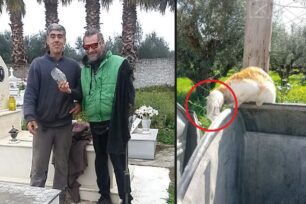 Μικρομάνη Μεσσηνίας: Εθελοντές απελευθέρωσαν γάτα που ζούσε δύο εβδομάδες σφηνωμένη σε μπουκάλι