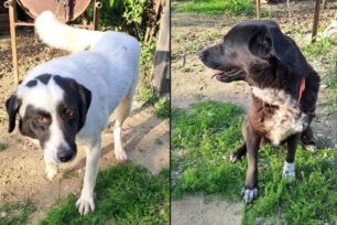 Πάτρα Αχαΐας: Άνδρας καταδικάστηκε για την εγκατάλειψη δύο σκυλιών στο Μιντιλόγλι