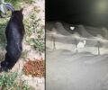 Εύβοια: Πυροβολημένη με αεροβόλο στην σπονδυλική στήλη η γάτα που βρέθηκε παράλυτη στο Νημποριό (βίντεο)