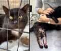 Εύβοια: Έκκληση για έξοδα χειρουργείου γάτας που έμεινε παράλυτη πυροβολημένη με αεροβόλο (βίντεο)