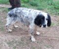 Έκκληση για σκελετωμένο σκύλο που βρέθηκε σε ερημική περιοχή κοντά στη λίμνη Μαραθώνα στον Ωρωπό Αττικής