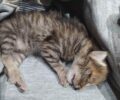 Παλαίκαστρο Λασιθίου: Πέντε νεογέννητα γατάκια μέσα σε σακούλα πεταμένα σε κάδο σκουπιδιών