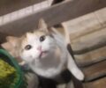 Π. Φάληρο Αττικής: Έκκληση για υιοθεσία γάτας που εγκαταλείφθηκε στη στάση του τραμ «Εδέμ»