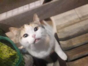 Π. Φάληρο Αττικής: Έκκληση για υιοθεσία γάτας που εγκαταλείφθηκε στη στάση του τραμ «Εδέμ»