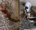 Παλλήνη Αττικής: Σκελετωμένες από την πείνα 29 γάτες σε σπίτι συλλέκτη αλληλοτρώγονταν για να επιζήσουν (βίντεο)