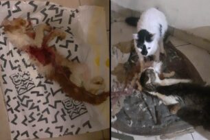 Παλλήνη Αττικής: Σκελετωμένες από την πείνα 29 γάτες σε σπίτι συλλέκτη αλληλοτρώγονταν για να επιζήσουν (βίντεο)