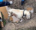 Γιάννενα: 15-3-2023 η δίκη του βασανιστή σκύλου στην Πεδινή - Τον άφησε με καρκίνο να πεθάνει με κολάρο που προκαλεί ηλεκτροσόκ (βίντεο)