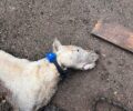 Πεδινή Ιωαννίνων: Άφησε τον σκύλο του να πεθάνει δεμένος με κολάρο ηλεκτροσόκ πεσμένος μέσα στον βούρκο (βίντεο)