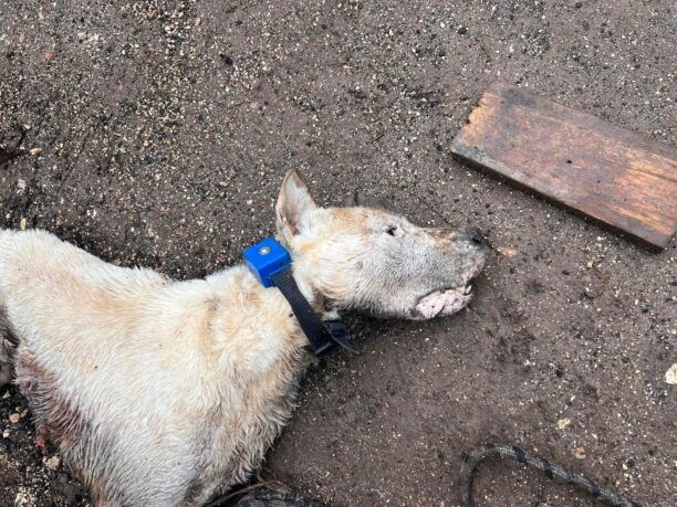 Πεδινή Ιωαννίνων: Άφησε τον σκύλο του να πεθάνει δεμένος με κολάρο ηλεκτροσόκ πεσμένος μέσα στον βούρκο (βίντεο)