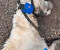 Γιάννενα: 18-3-2025 η δίκη του βασανιστή σκύλου στην Πεδινή - Τον άφησε με καρκίνο να πεθάνει φορώντας του κολάρο που προκαλεί ηλεκτροσόκ (βίντεο)