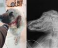 Πλατανιάς Ρεθύμνου: Πυροβόλησε σκύλο σε αυλή σπιτιού την ώρα που το ζώο έπαιζε με παιδιά