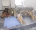 Ψυχικό Σερρών: Σκότωσε αδέσποτο σκύλο αφού τον πυροβόλησε 10 φόρες με αεροβόλο (βίντεο)