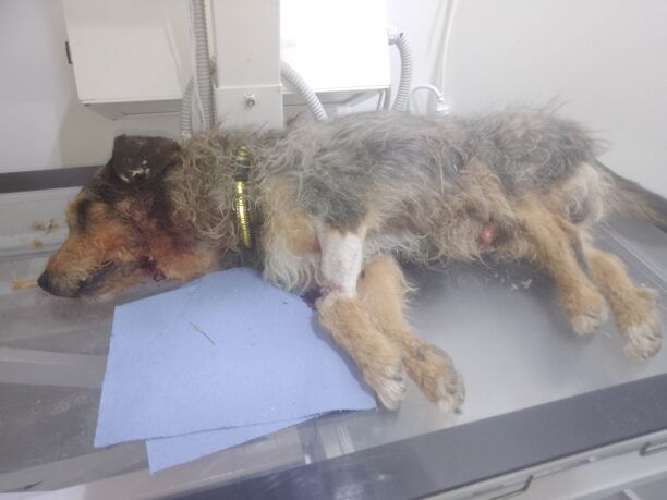 Ψυχικό Σερρών: Σκότωσε αδέσποτο σκύλο αφού τον πυροβόλησε 10 φόρες με αεροβόλο (βίντεο)
