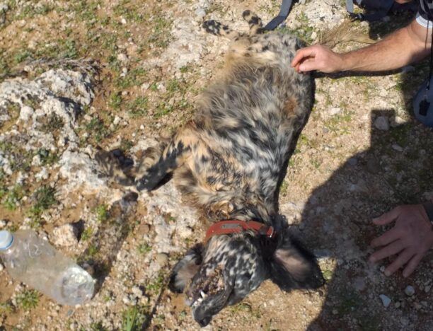 Ρόδος: Βοσκός σκότωσε σκύλο την ώρα που το ζώο έπαιζε με τους δικούς του