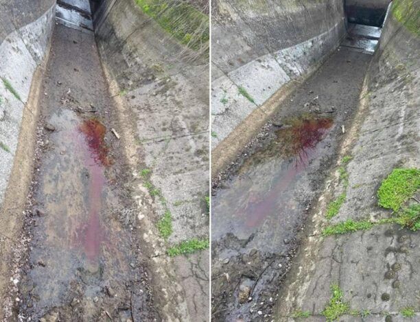 Σέρρες: Κυνηγοί σκότωσαν αγριογούρουνα που παγιδεύτηκαν σε αρδευτικό κανάλι
