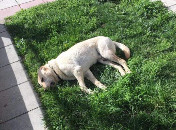 Θεσσαλονίκη: Μαζική δολοφονία σκυλιών με φόλες στη Σίνδο