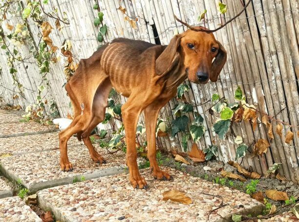 Σκάλα Φθιώτιδας: Πέθανε σκύλος που βρέθηκε σκελετωμένος γεμάτος πληγές